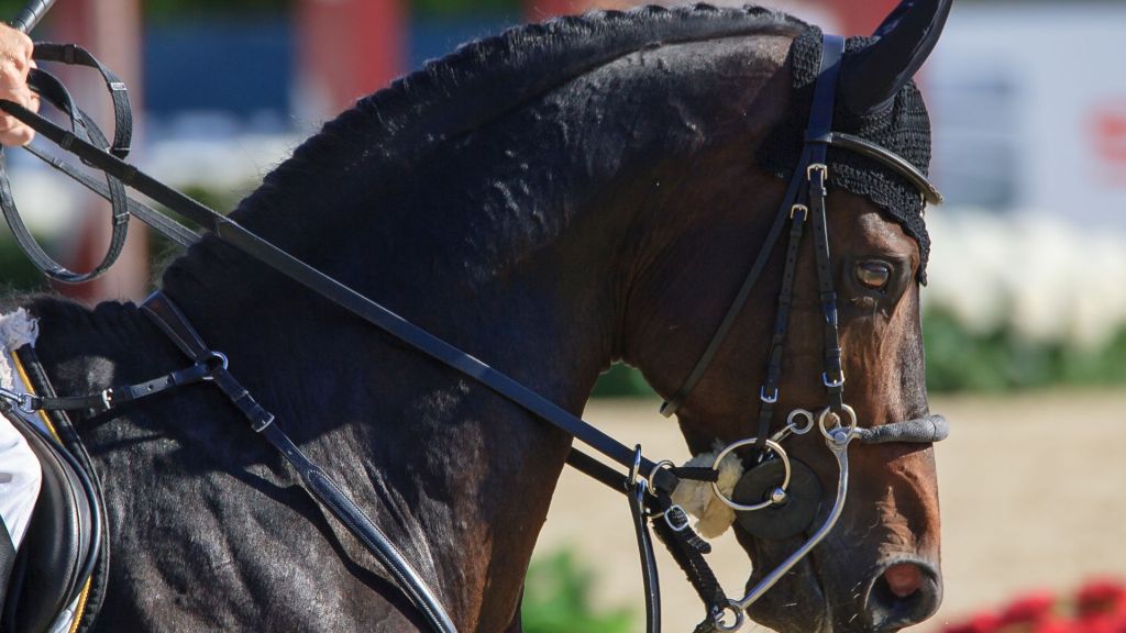 teachers training cursos profesores Erasmus Caballos