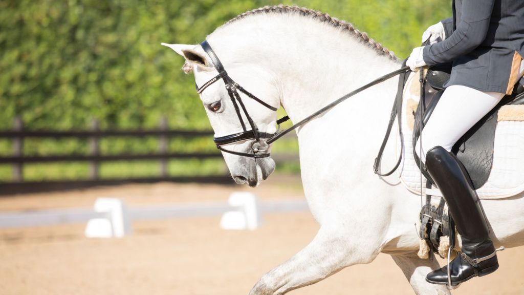 teachers training cursos profesores Erasmus Caballos